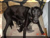 Daphne at just over 1 yr w/1st litter Black & Blue Great Dane puppies